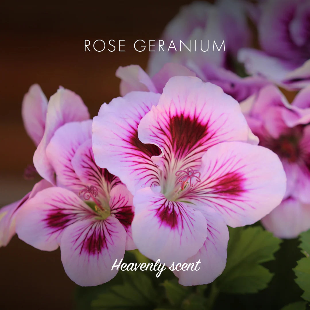 Natural Soap Bar - Rose Geranium